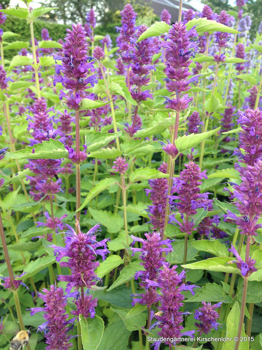Agastache 'Blue Boa' ®