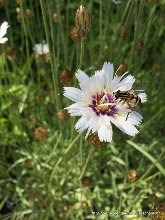 Catananche caerulea 'Alba'