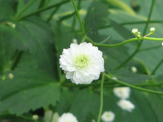 Ranunculus aconitifolius 'Pleniflorus'