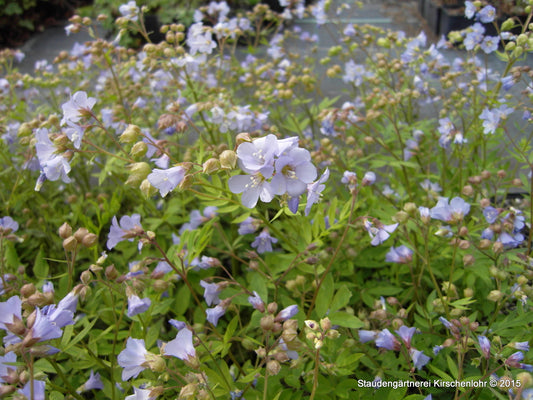 Polemonium reptans 'Blue Pearl'
