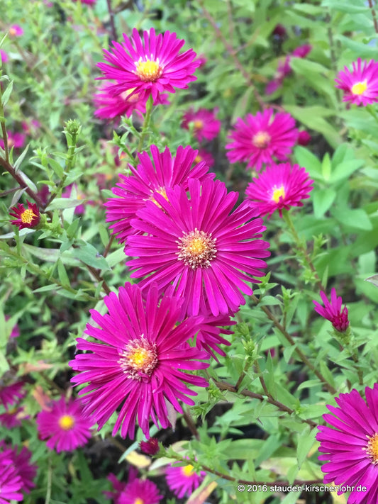 Symphyotrichum novi-belgii 'Crimson Brocade'