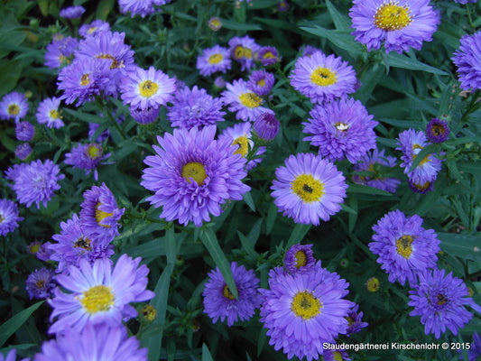 Symphyotrichum novi-belgii 'Reitlingstal'
