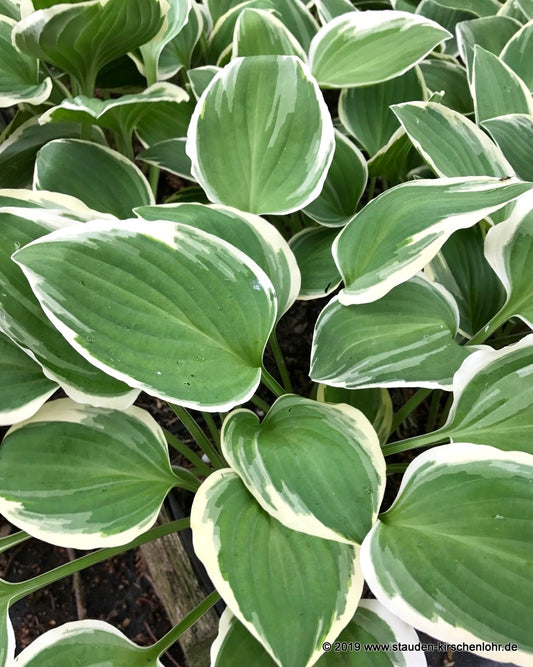 Hosta 'Touchstone'