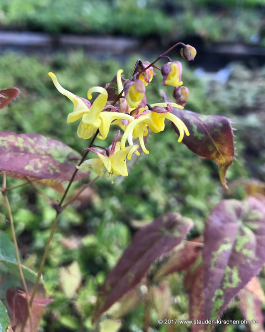 Epimedium shuichengense CC030175