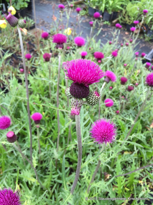 Cirsium rivulare 'Trevors Blue Wonder'