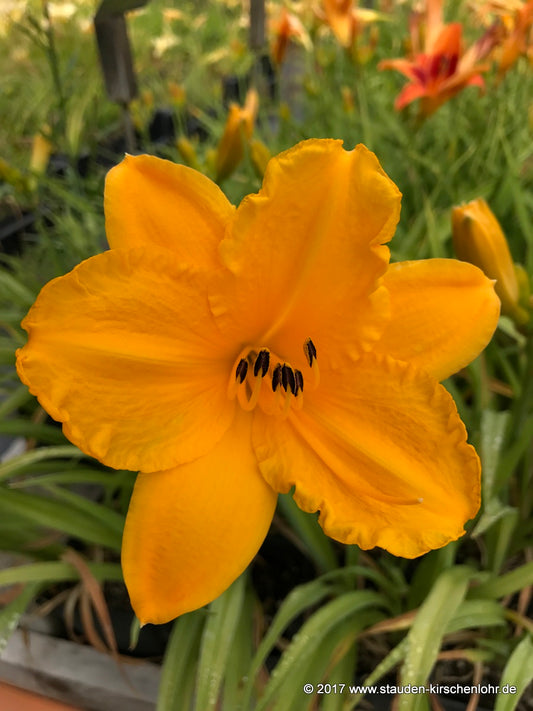 Hemerocallis 'Orange Pausback'