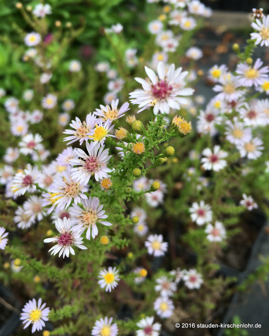 Symphyotrichum lateriflorum 'Lovely'