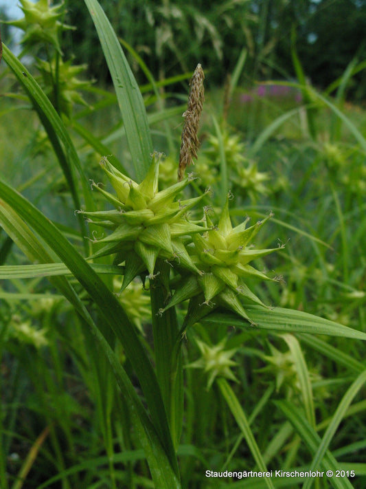Carex grayi
