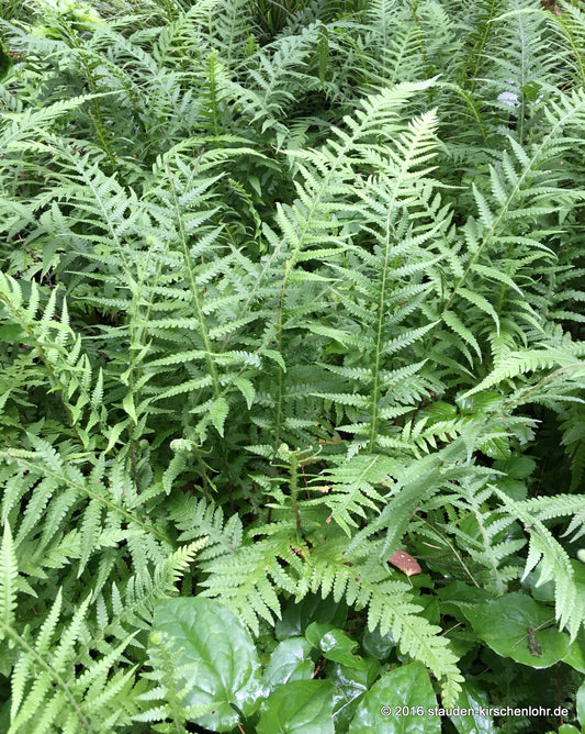 Phegopteris decursive-pinnata