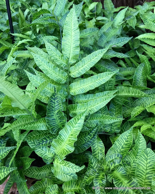 Coniogramme emeiensis