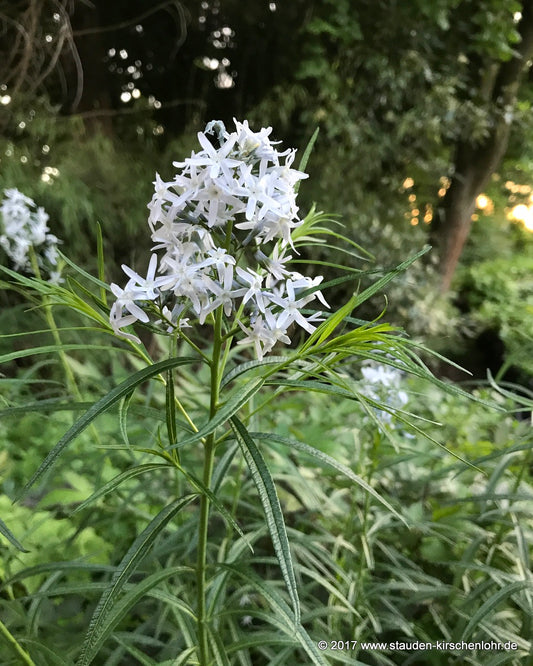 Amsonia 'Ernst Pagels'