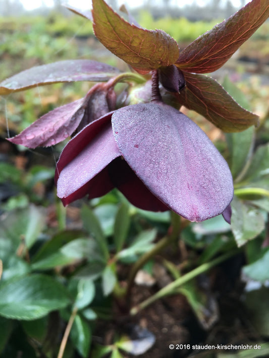 Helleborus x hybridus 'Blue Lady' (orientalis)