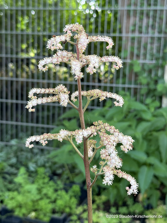 Rodgersia 'Candy Clouds' ®