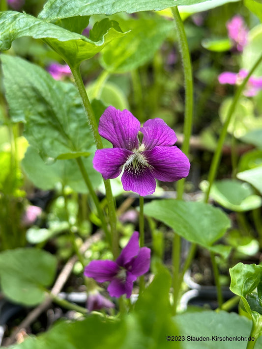 Viola sororia 'Red Cloud'