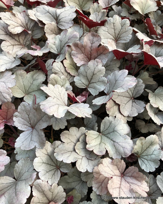 Heuchera 'Silver Gumdrop' ®