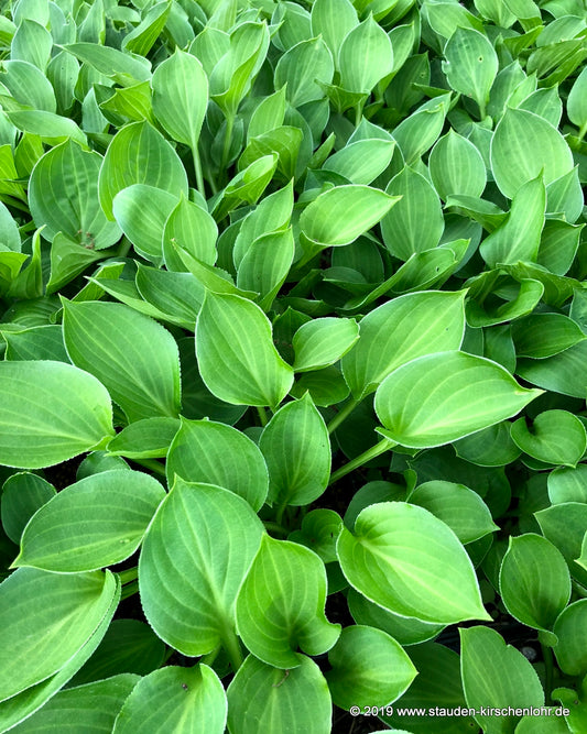Hosta 'Teaspoon'