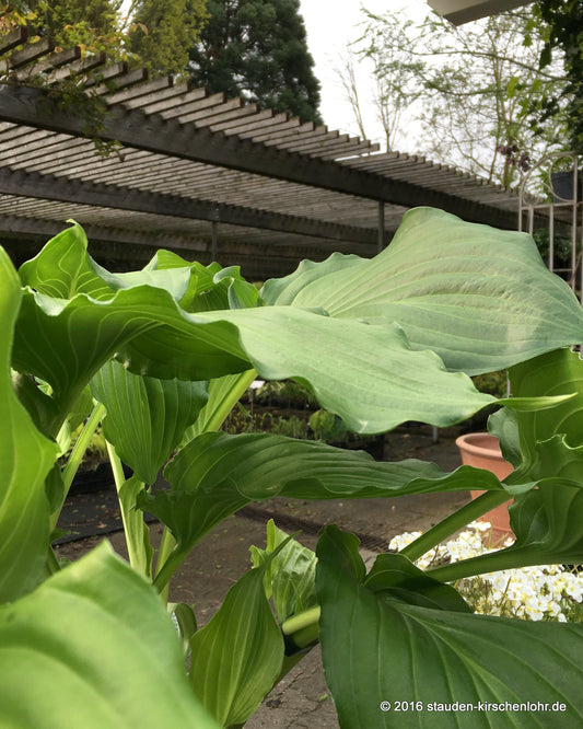 Hosta 'Irish Luck'