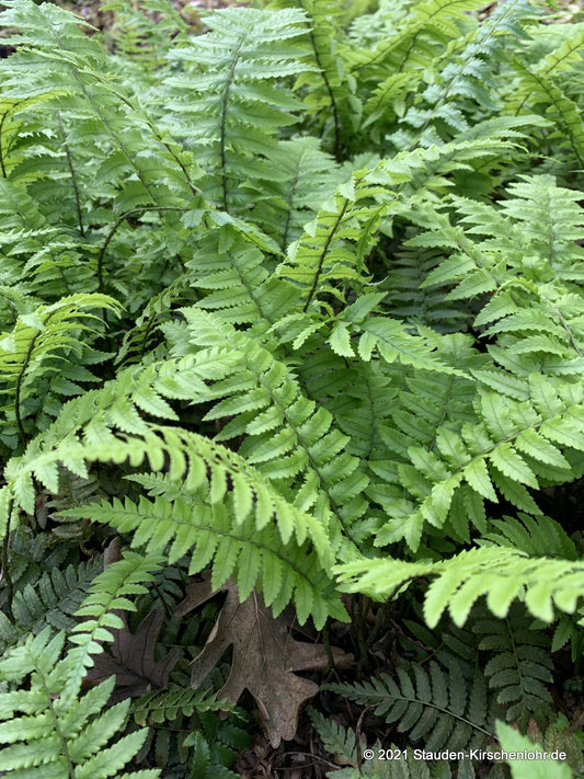 Dryopteris kuratae