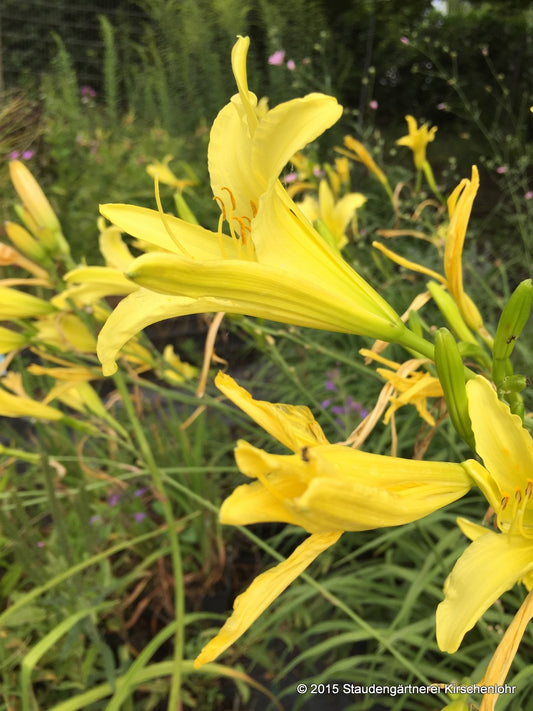 Hemerocallis altissima
