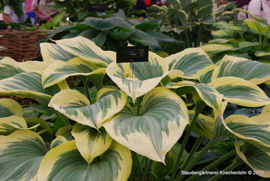 Hosta 'Liberty' ®