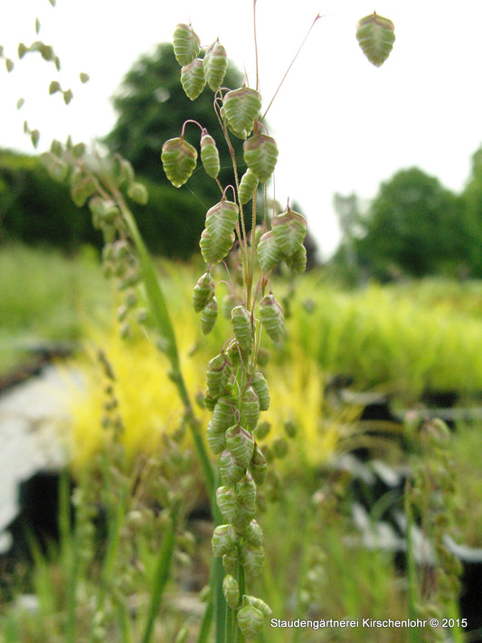 Briza media 'Limouzi'