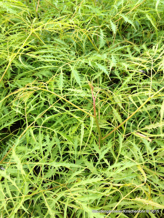 Aruncus dioicus 'Kneiffii'