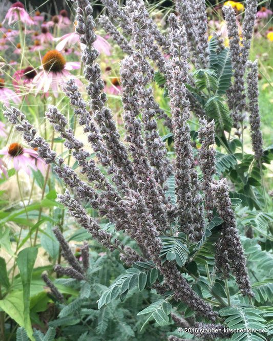Amorpha canescens