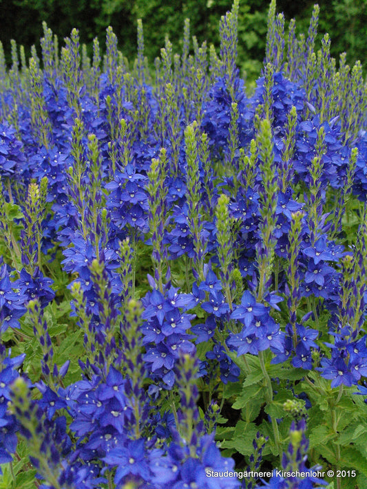 Veronica teucrium 'Knallblau'