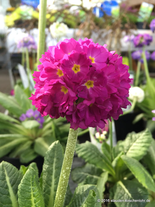 Primula denticulata 'Rubra'