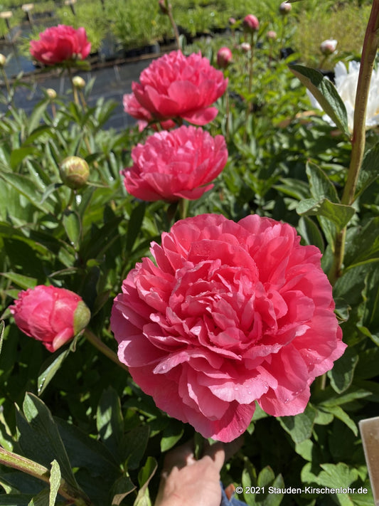 Paeonia 'Lorelei'