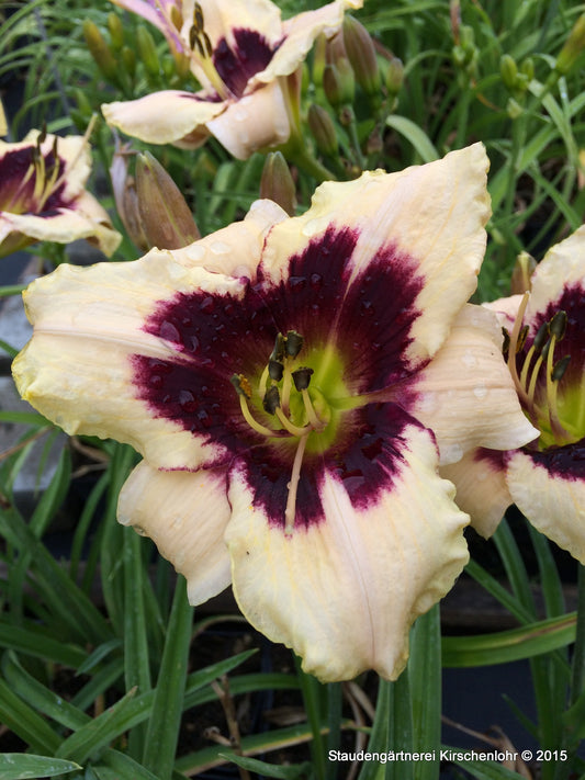 Hemerocallis 'Moonlit Masquerade'