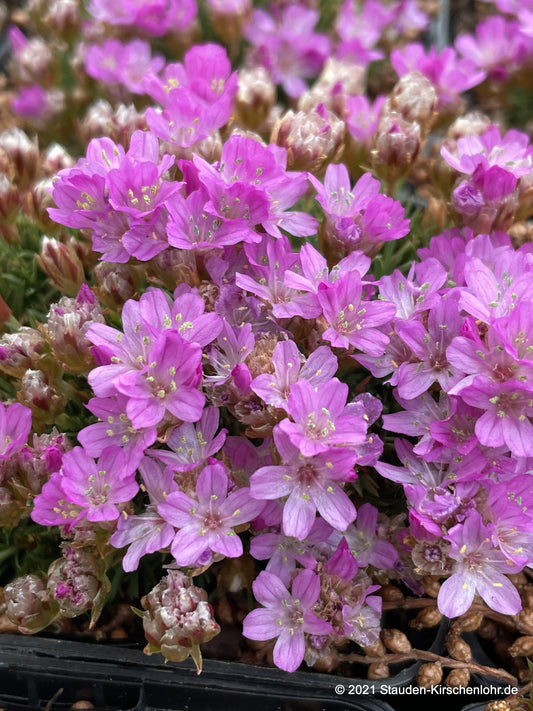 Armeria caespitosa 'Drake´s Deep Form'