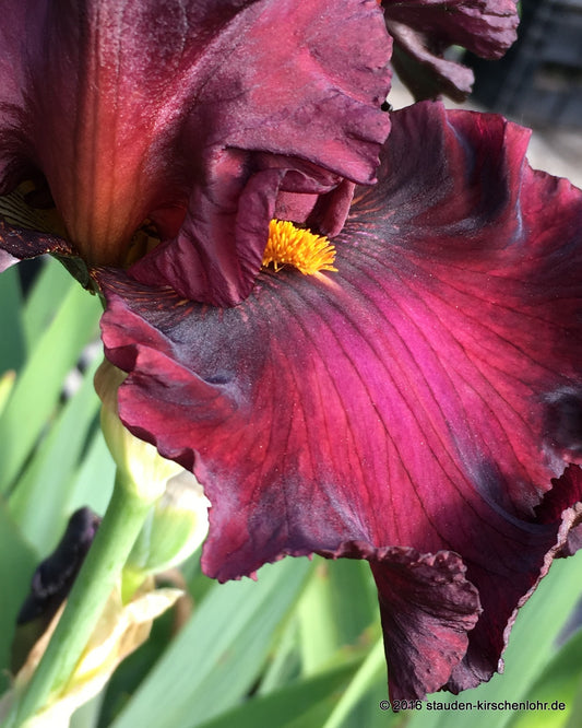 Iris barbata-elatior 'Cover Page'