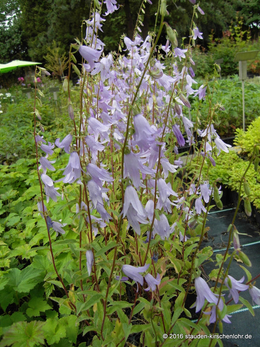 Adenophora confusa 'Hemelstraling'