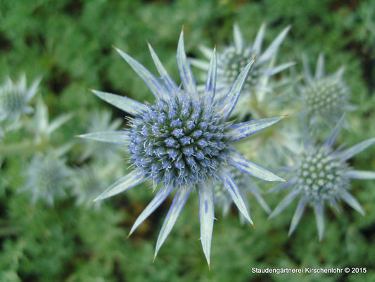 Eryngium bourgatii