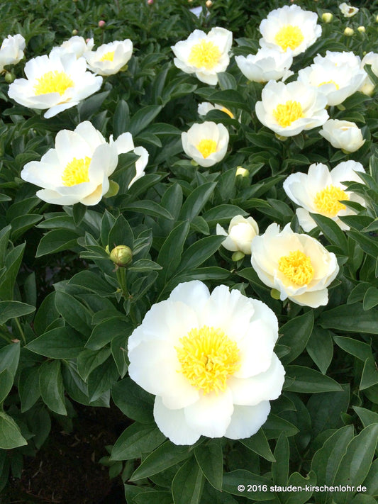 Paeonia 'Jan van Leeuwen'