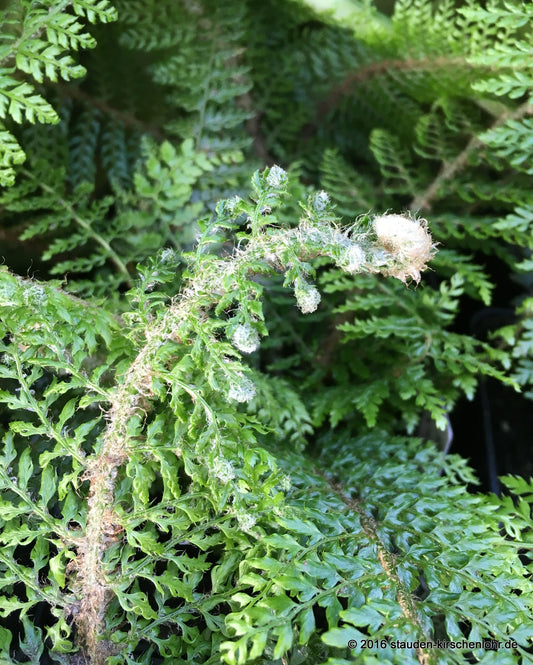 Polystichum setiferum 'Proliferum Herrenhausen'