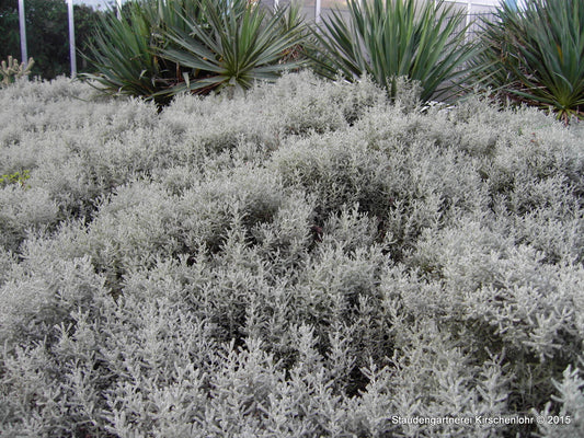 Santolina chamaecyparissus