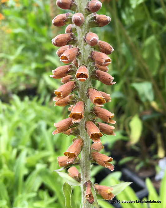 Digitalis parviflora 'Milk Chocolate'