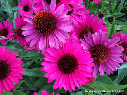 Echinacea 'Summer Cloud' ®