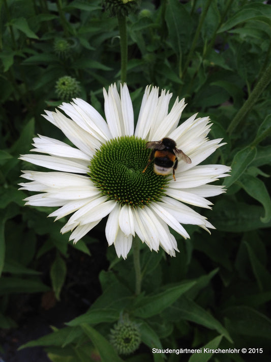 Echinacea 'Virgin' ®