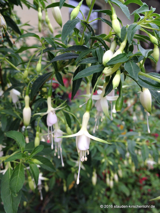 Fuchsia 'Hawkshead'