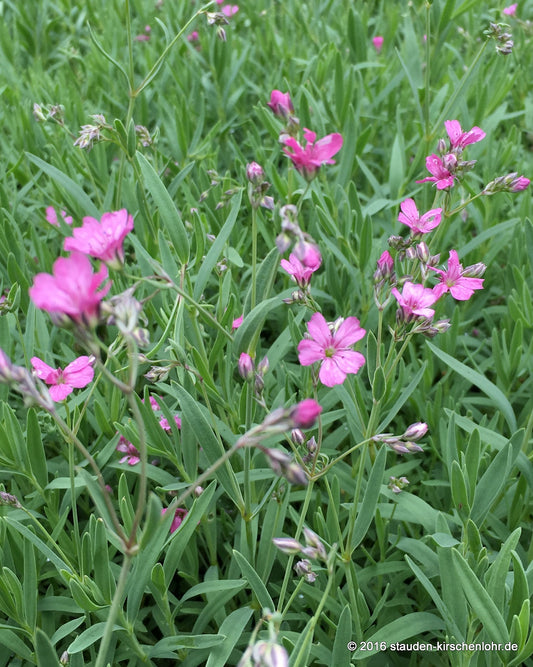 Gypsophila repens 'Rosa Schönheit'