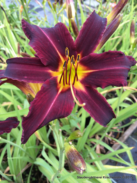 Hemerocallis 'Black Spider'
