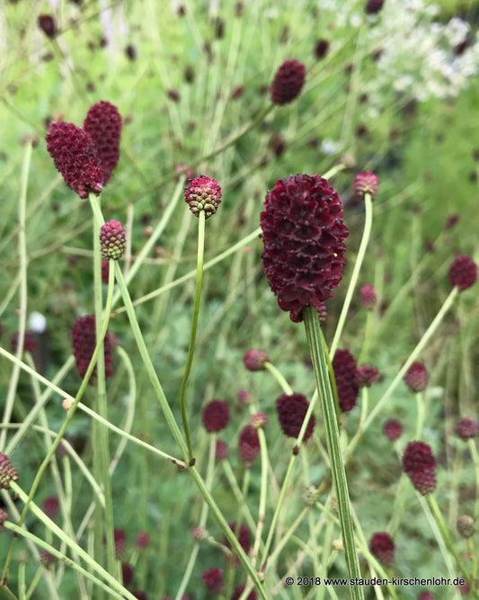 Sanguisorba 'Joni'