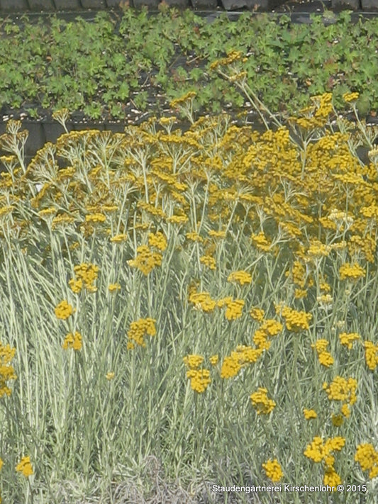 Helichrysum italicum subsp. angustifolium