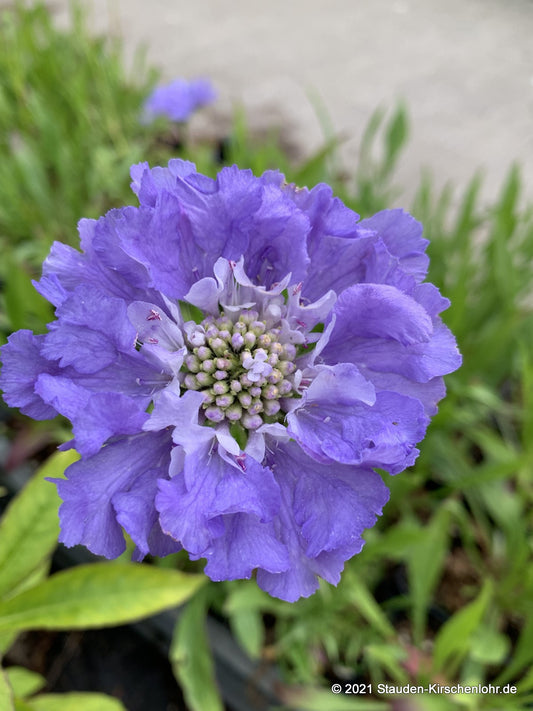 Scabiosa caucasica 'Blauer Atlas'