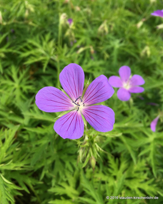 Geranium 'Nimbus'