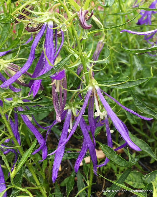 Campanula 'Blue Octopus' ®