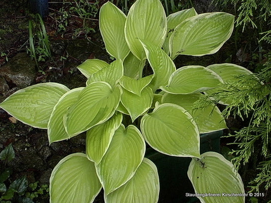 Hosta 'Saint Elmo´s Fire'